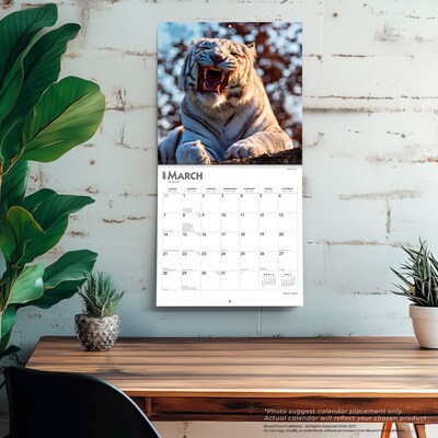 2027 BrownTrout White Tigers 12" x 12" Monthly Wall Calendar (9798330712144)