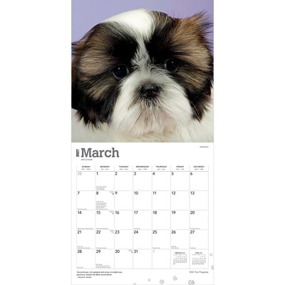 2027 BrownTrout Shih Tzu Puppies 12" x 12" Monthly Wall Calendar (9798330712687)