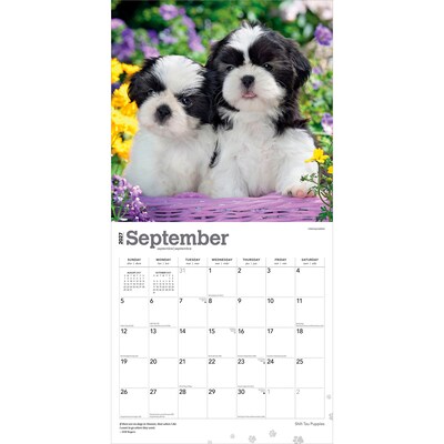 2027 BrownTrout Shih Tzu Puppies 12" x 12" Monthly Wall Calendar (9798330712687)