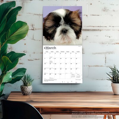 2027 BrownTrout Shih Tzu Puppies 12" x 12" Monthly Wall Calendar (9798330712687)
