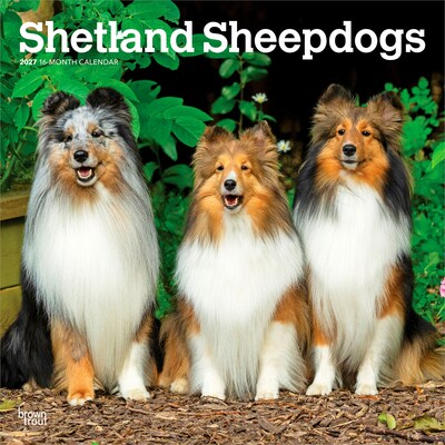 2027 BrownTrout Shetland Sheepdogs 12 x 12 Monthly Wall Calendar (9798330712663)