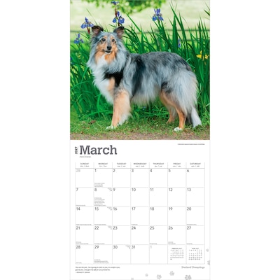 2027 BrownTrout Shetland Sheepdogs 12" x 12" Monthly Wall Calendar (9798330712663)