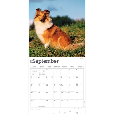 2027 BrownTrout Shetland Sheepdogs 12" x 12" Monthly Wall Calendar (9798330712663)