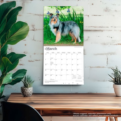 2027 BrownTrout Shetland Sheepdogs 12" x 12" Monthly Wall Calendar (9798330712663)