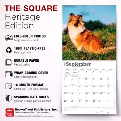 2027 BrownTrout Shetland Sheepdogs 12" x 12" Monthly Wall Calendar (9798330712663)