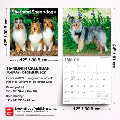 2027 BrownTrout Shetland Sheepdogs 12" x 12" Monthly Wall Calendar (9798330712663)
