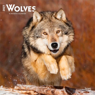 2027 BrownTrout Wolves 12 x 12 Monthly Wall Calendar (9798330712151)