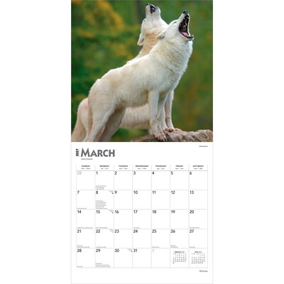 2027 BrownTrout Wolves 12" x 12" Monthly Wall Calendar (9798330712151)