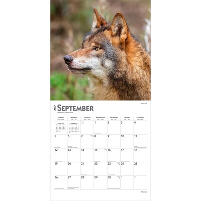 2027 BrownTrout Wolves 12" x 12" Monthly Wall Calendar (9798330712151)