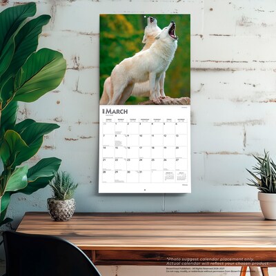 2027 BrownTrout Wolves 12" x 12" Monthly Wall Calendar (9798330712151)
