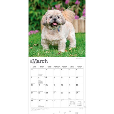 2027 BrownTrout Shih Tzu 12" x 12" Monthly Wall Calendar (9798330712670)