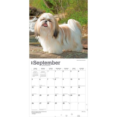 2027 BrownTrout Shih Tzu 12" x 12" Monthly Wall Calendar (9798330712670)