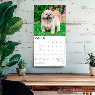 2027 BrownTrout Shih Tzu 12" x 12" Monthly Wall Calendar (9798330712670)