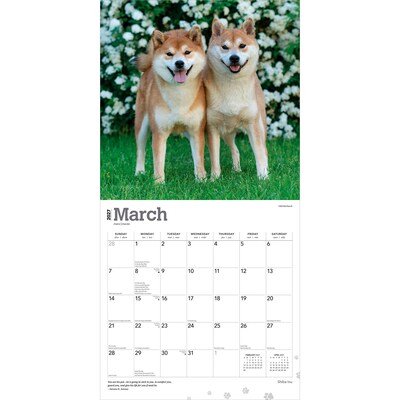 2027 BrownTrout Shiba Inu 12" x 12" Monthly Wall Calendar (9798330714506)