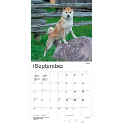 2027 BrownTrout Shiba Inu 12" x 12" Monthly Wall Calendar (9798330714506)