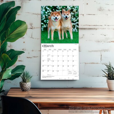 2027 BrownTrout Shiba Inu 12" x 12" Monthly Wall Calendar (9798330714506)