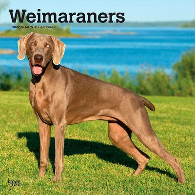 2027 BrownTrout Weimaraners 12 x 12 Monthly Wall Calendar (9798330714605)
