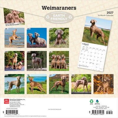 2027 BrownTrout Weimaraners 12 x 12 Monthly Wall Calendar (9798330714605)