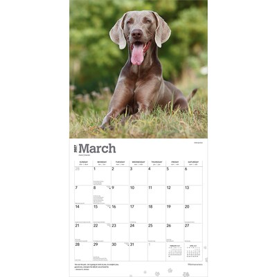 2027 BrownTrout Weimaraners 12" x 12" Monthly Wall Calendar (9798330714605)