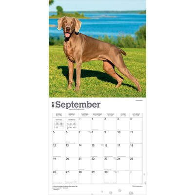 2027 BrownTrout Weimaraners 12" x 12" Monthly Wall Calendar (9798330714605)