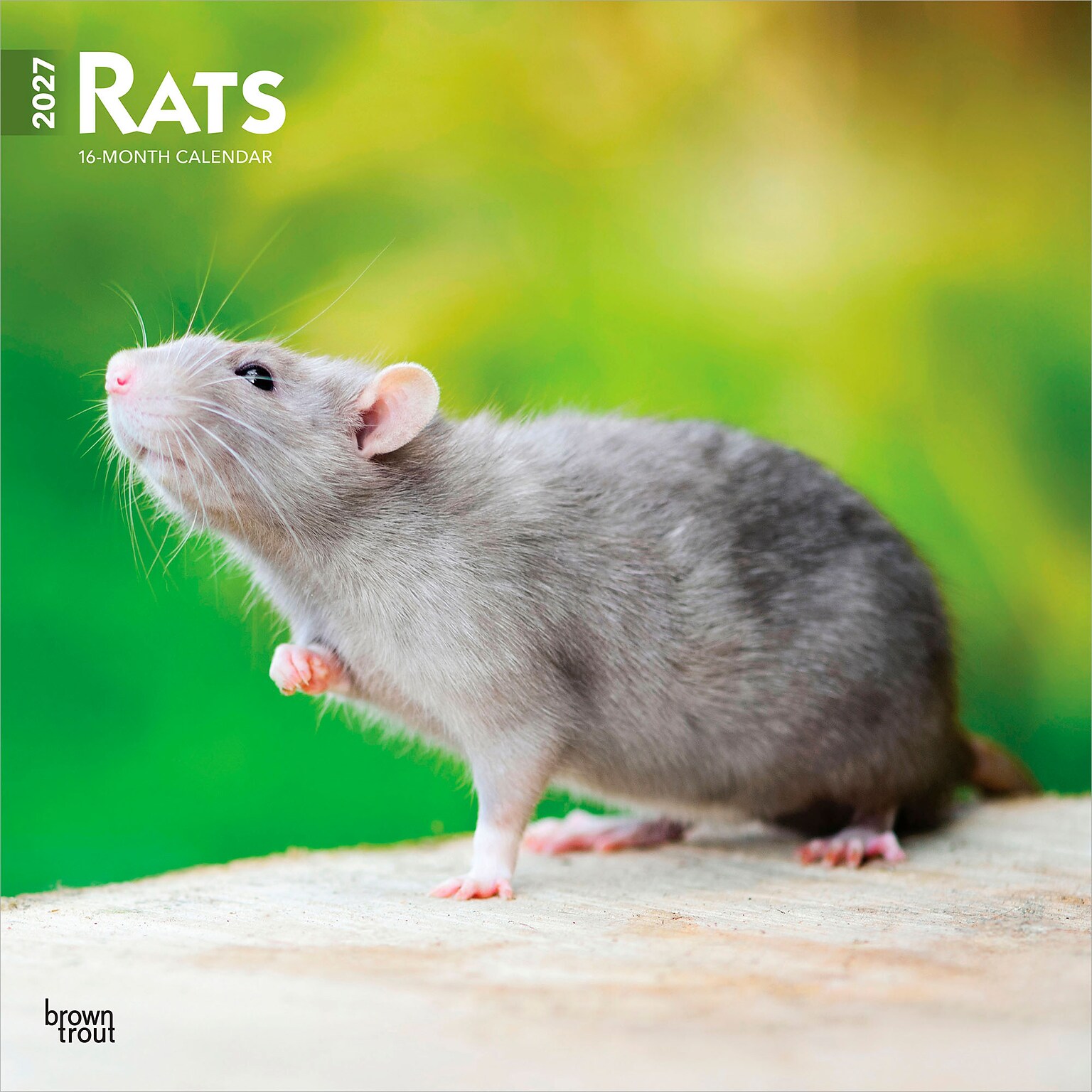 2027 BrownTrout Rats 12 x 12 Monthly Wall Calendar (9798330711949)