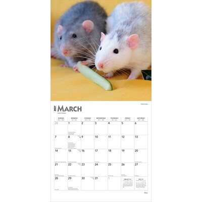 2027 BrownTrout Rats 12" x 12" Monthly Wall Calendar (9798330711949)