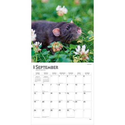 2027 BrownTrout Rats 12" x 12" Monthly Wall Calendar (9798330711949)