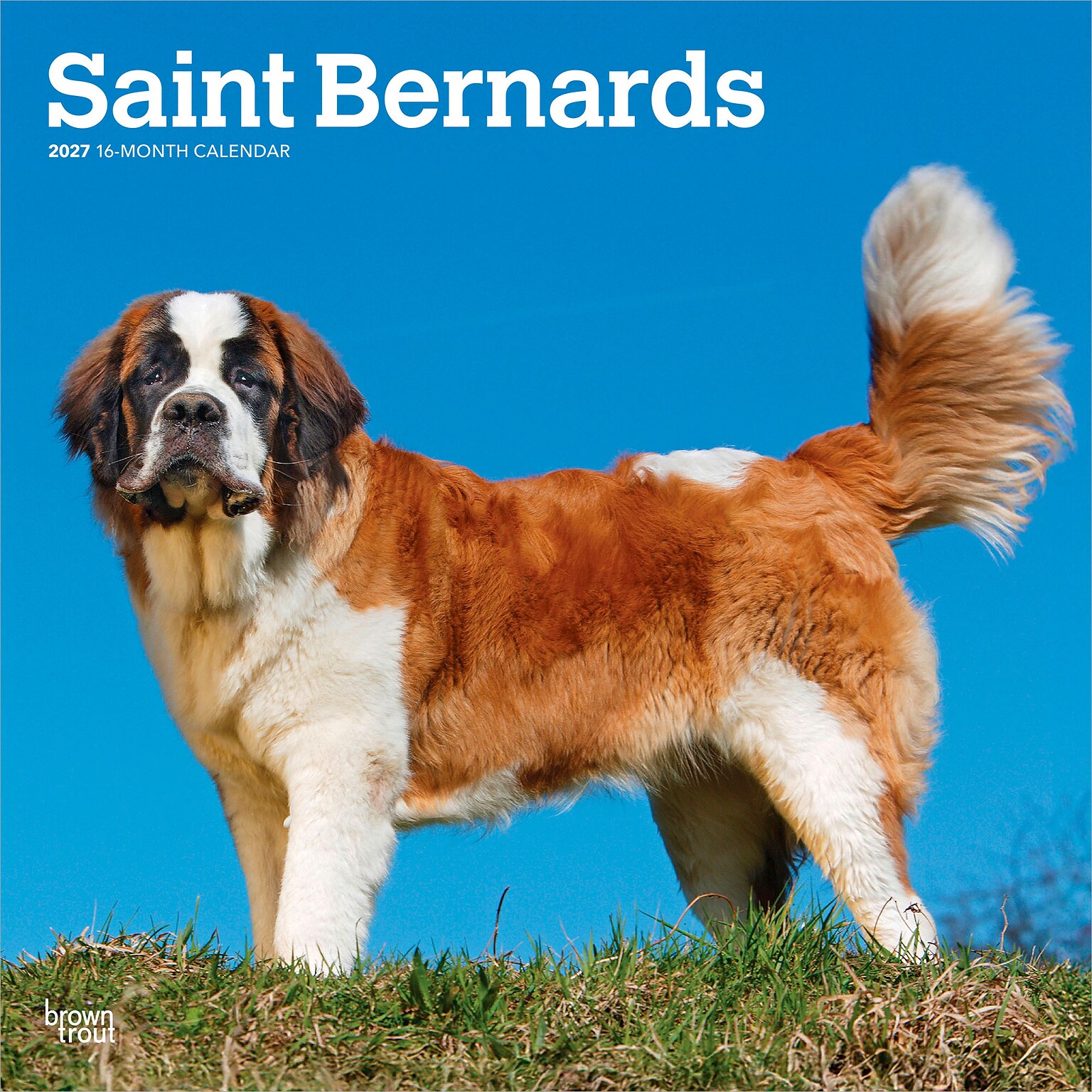 2027 BrownTrout Saint Bernards 12 x 12 Monthly Wall Calendar (9798330712632)