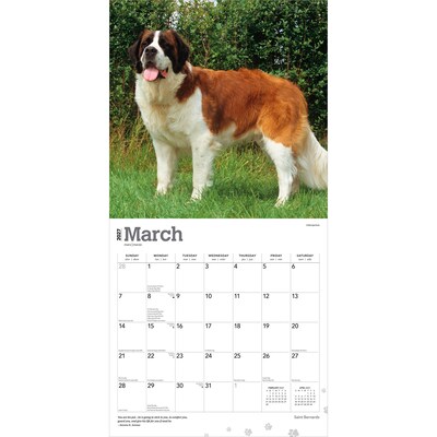 2027 BrownTrout Saint Bernards 12" x 12" Monthly Wall Calendar (9798330712632)