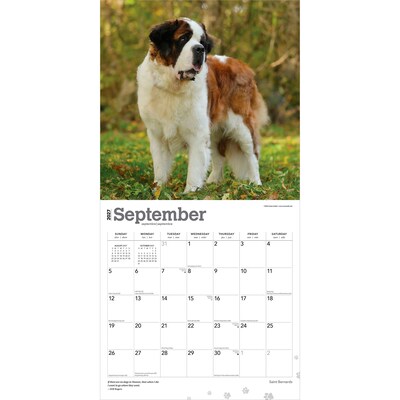 2027 BrownTrout Saint Bernards 12" x 12" Monthly Wall Calendar (9798330712632)