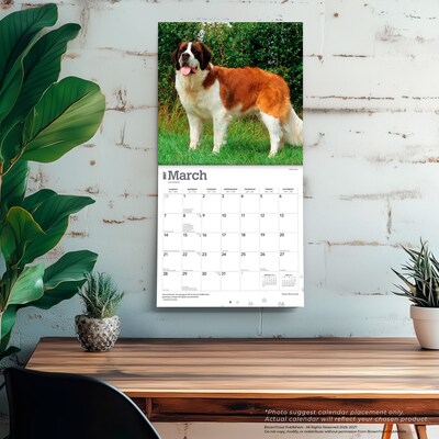 2027 BrownTrout Saint Bernards 12" x 12" Monthly Wall Calendar (9798330712632)