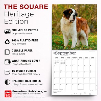 2027 BrownTrout Saint Bernards 12" x 12" Monthly Wall Calendar (9798330712632)