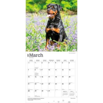 2027 BrownTrout Rottweilers 12" x 12" Monthly Wall Calendar (9798330712625)