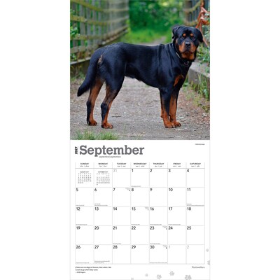 2027 BrownTrout Rottweilers 12" x 12" Monthly Wall Calendar (9798330712625)