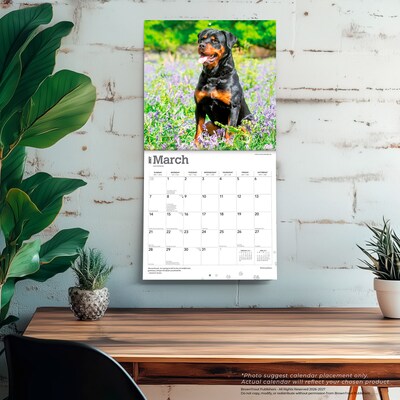 2027 BrownTrout Rottweilers 12" x 12" Monthly Wall Calendar (9798330712625)