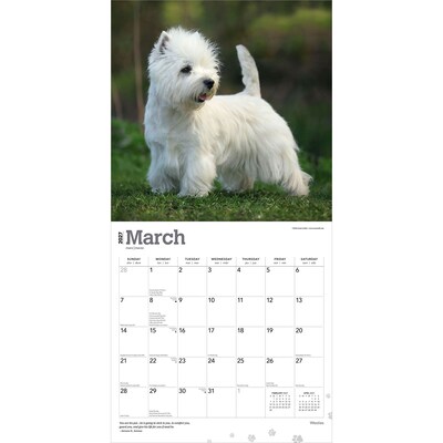 2027 BrownTrout West Highland White Terriers 12" x 12" Monthly Wall Calendar (9798330712724)