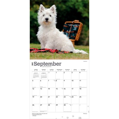 2027 BrownTrout West Highland White Terriers 12" x 12" Monthly Wall Calendar (9798330712724)
