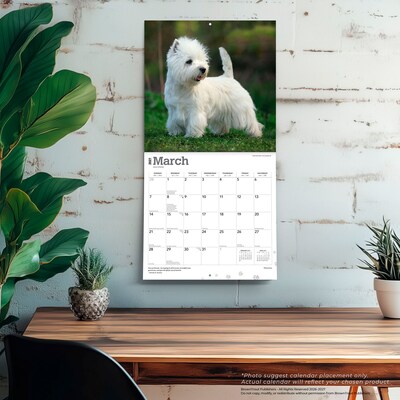 2027 BrownTrout West Highland White Terriers 12" x 12" Monthly Wall Calendar (9798330712724)