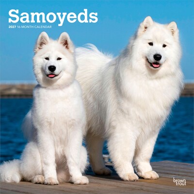 2027 BrownTrout Samoyeds 12 x 12 Monthly Wall Calendar (9798330712649)