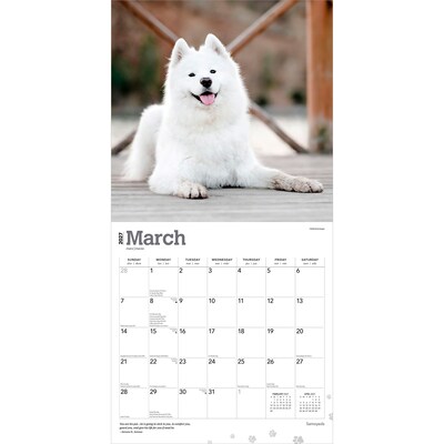 2027 BrownTrout Samoyeds 12" x 12" Monthly Wall Calendar (9798330712649)