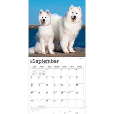 2027 BrownTrout Samoyeds 12" x 12" Monthly Wall Calendar (9798330712649)