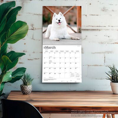 2027 BrownTrout Samoyeds 12" x 12" Monthly Wall Calendar (9798330712649)