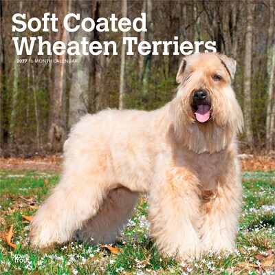 2027 BrownTrout Soft Coated Wheaten Terriers 12 x 12 Monthly Wall Calendar (9798330714629)