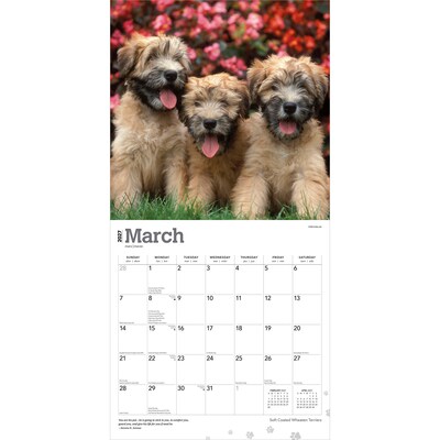 2027 BrownTrout Soft Coated Wheaten Terriers 12" x 12" Monthly Wall Calendar (9798330714629)