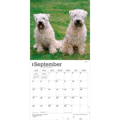 2027 BrownTrout Soft Coated Wheaten Terriers 12" x 12" Monthly Wall Calendar (9798330714629)