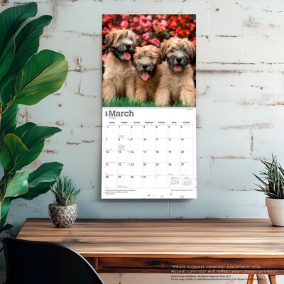 2027 BrownTrout Soft Coated Wheaten Terriers 12" x 12" Monthly Wall Calendar (9798330714629)