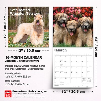2027 BrownTrout Soft Coated Wheaten Terriers 12" x 12" Monthly Wall Calendar (9798330714629)