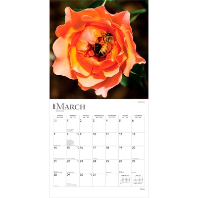 2027 BrownTrout Roses 12" x 12" Monthly Wall Calendar (9798330711345)