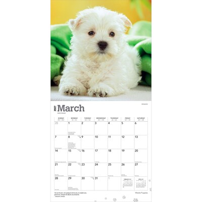 2027 BrownTrout West Highland White Terrier Puppies 12" x 12" Monthly Wall Calendar (9798330710119)