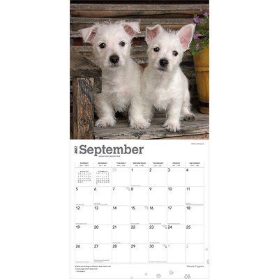 2027 BrownTrout West Highland White Terrier Puppies 12" x 12" Monthly Wall Calendar (9798330710119)